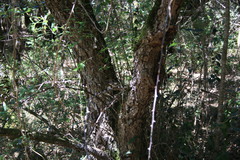 Apalis thoracica claudei