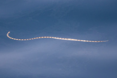 Hydrophis lapemoides