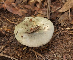 Russula iterika