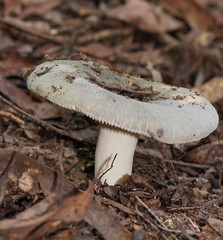 Russula iterika