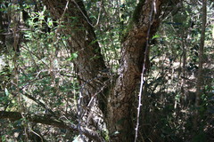 Apalis thoracica claudei