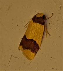 Heterallactis euchrysa