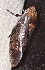 Amarusa australis
