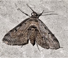 Parapoynx crisonalis