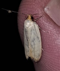 Xylorycta assimilis