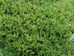 Vinealobryum insulanum