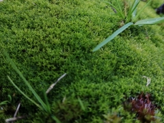 Vinealobryum insulanum