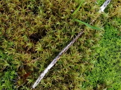 Vinealobryum insulanum