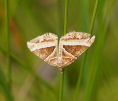 Chrysolarentia conifasciata