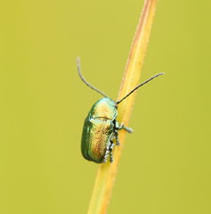 Aporocera viridis