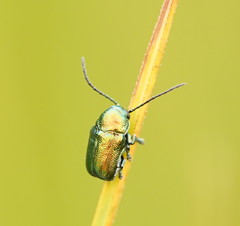 Aporocera viridis