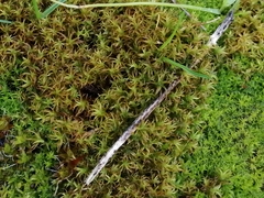 Vinealobryum insulanum