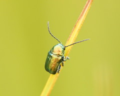 Aporocera viridis