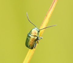 Aporocera viridis