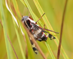 Pelecorhynchus nigripennis