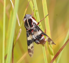 Pelecorhynchus nigripennis