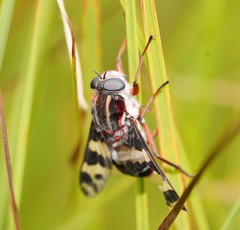 Pelecorhynchus nigripennis