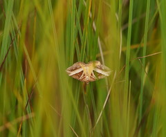 Chrysolarentia conifasciata