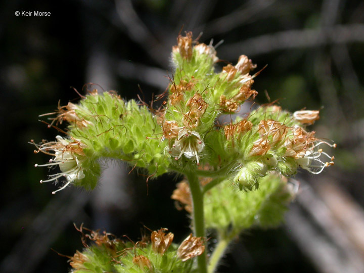 Phacelia mutabilis