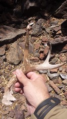 Odocoileus virginianus carminis