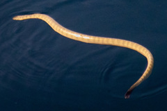 Hydrophis lapemoides
