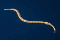 Hydrophis lapemoides