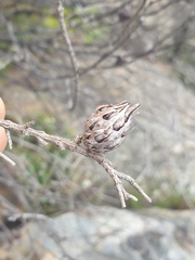 Cylindrococcus spiniferus