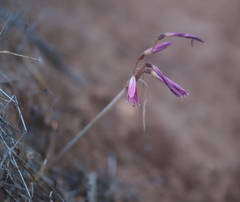 Zephyranthes advena