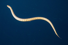 Hydrophis lapemoides
