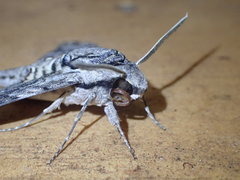 Agrius godarti