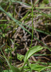 Ophioglossum pusillum