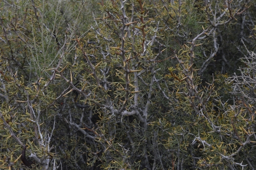 Image of Neltuma denudans by (c) E Santos Ortega, some rights reserved (CC BY)