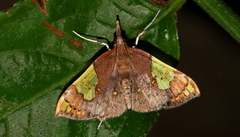Atelocentra chloraspis