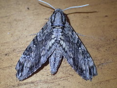 Agrius godarti