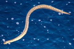 Hydrophis lapemoides