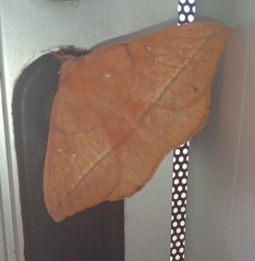 Lonomia obliqua