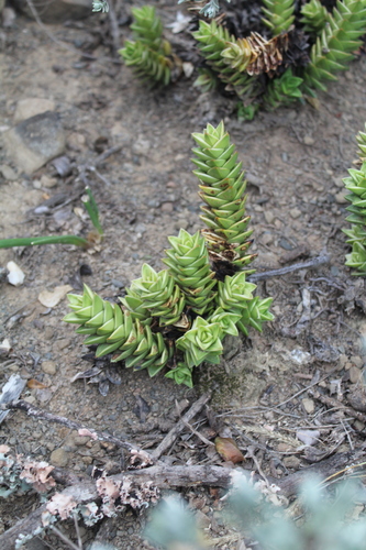 Haworthia congesta (Salm-Dyck) Parr 2