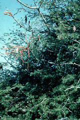 Senegalia welwitschii