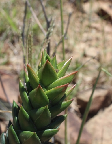 Haworthia congesta (Salm-Dyck) Parr 3