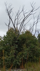 Eucalyptus baxteri
