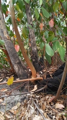 Eucalyptus baxteri