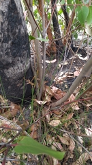 Eucalyptus baxteri