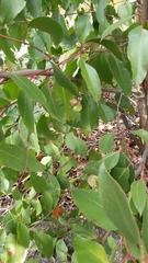 Eucalyptus baxteri