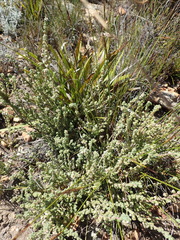 Erica oreotragus