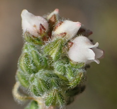 Erica oreotragus