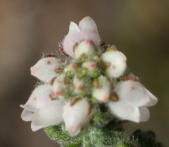 Erica oreotragus