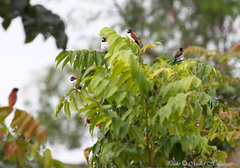 Lonchura quinticolor