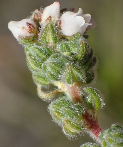 Image of Erica oreotragus by (c) Nicola van Berkel, some rights reserved (CC BY-SA)