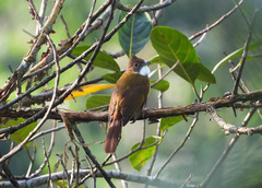 Alophoixus bres balicus