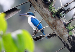 Todiramphus chloris palmeri